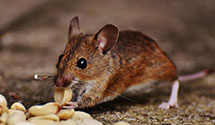 24 Hour & Emergency Exterminators in Weston, NE